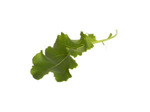 Finbladig Grönkål