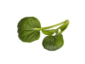 Asiatisk Tatsoi