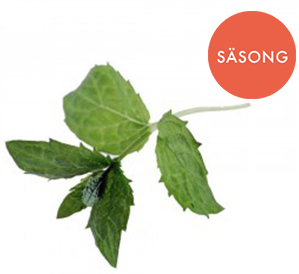 Stor Grönmynta