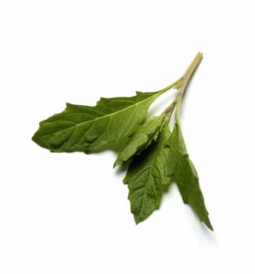 Citronmålla