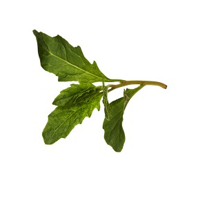 Epazote