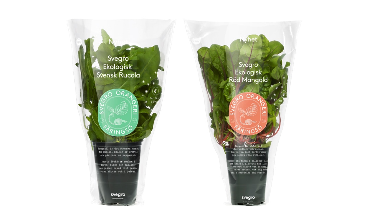 Svensk Rucola och Röd Mangold från Svegro Orangeri