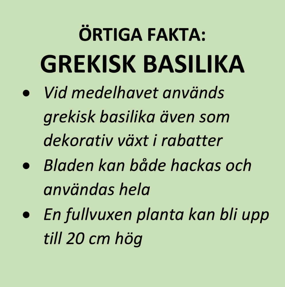 Örtfakta | Svegro Orangeri | Grekisk Basilika