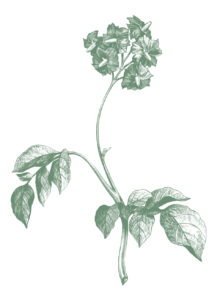 Svegro Potatisblomma