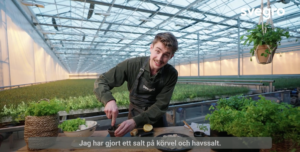 Svampcarpaccio med körvel - Svegro AB